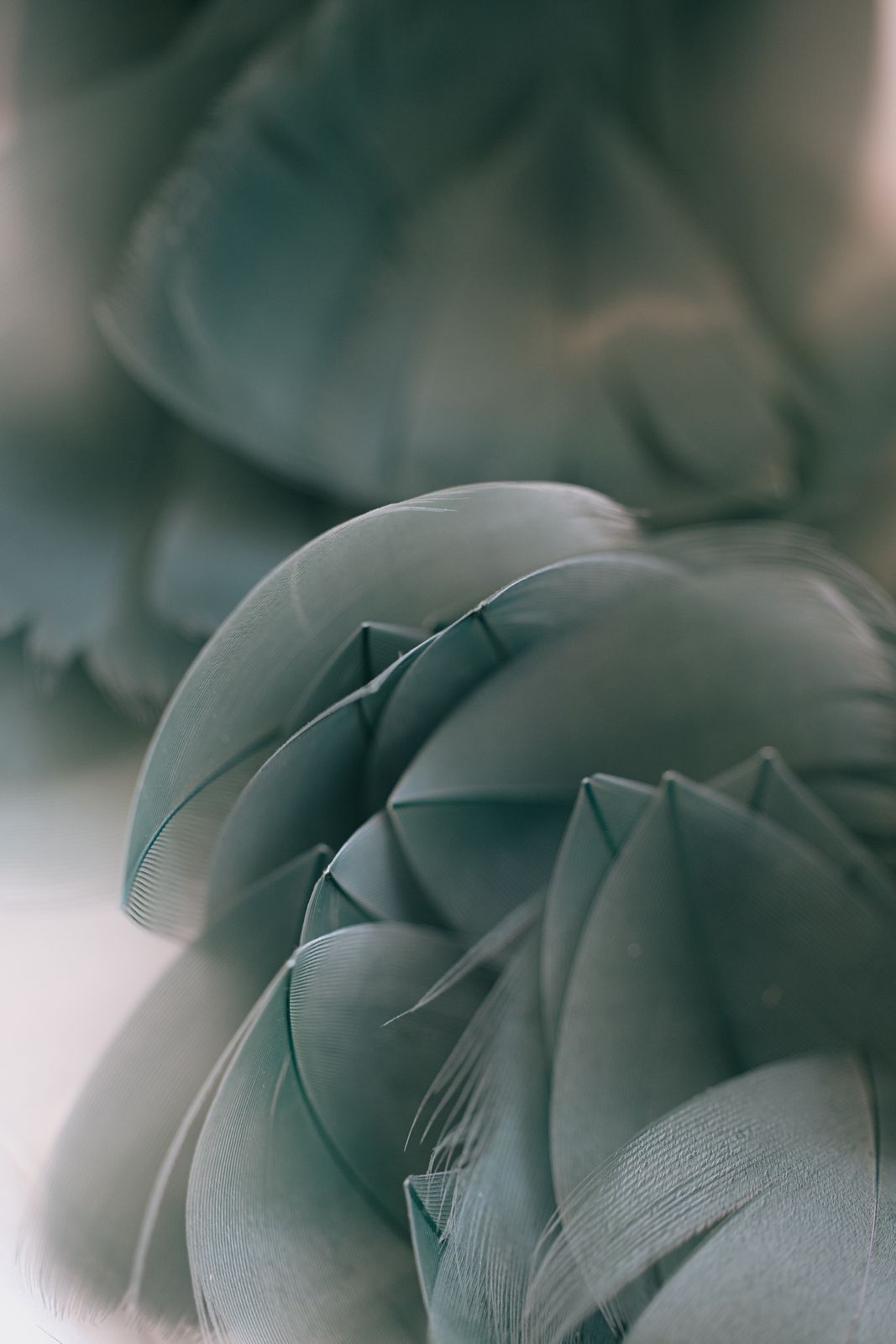 Lemarié — figure
